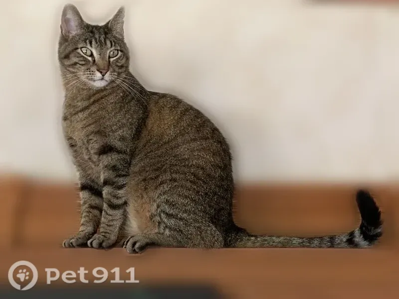 Lost male cat, Pony Express Highway, Marysville — brown tabby named Rambo - photo