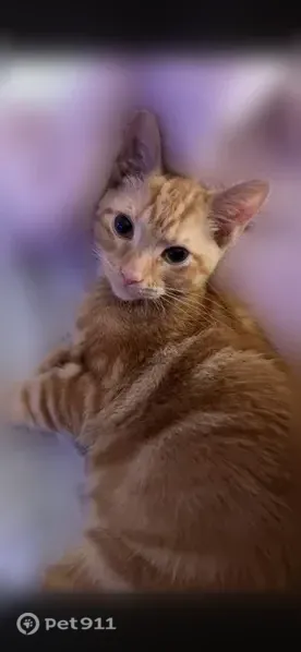 Lost male cat, Northfield Avenue, 300, Harvard, Harvard — orange tabby with a pink nose - photo