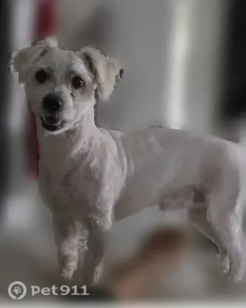 Lost male dog, East Apache Trail, 8615, Phoenix — white with cream ears and dark brown eyes - photo