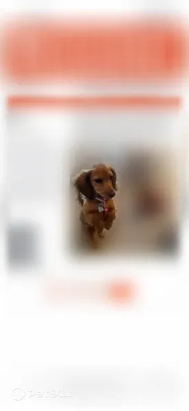 Lost female dog, Delhi Pike, 5015, Cincinnati — wearing a Minnie Mouse collar - photo