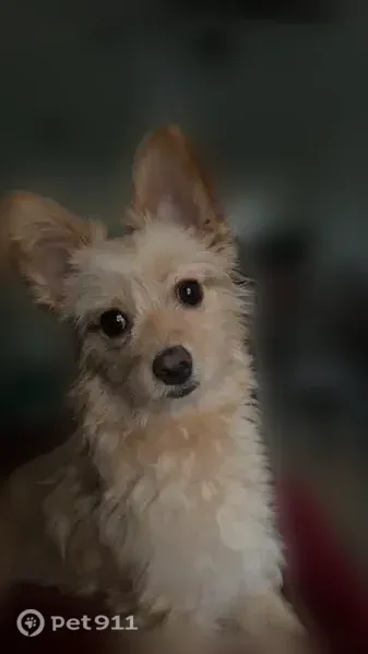 Lost dog, Oildale, California, Oildale — female Pomeranian mix - photo