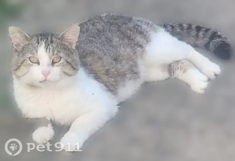 Found cat, Burns Road, 6091, North Olmsted, Columbus — visiting a yard for weeks - photo