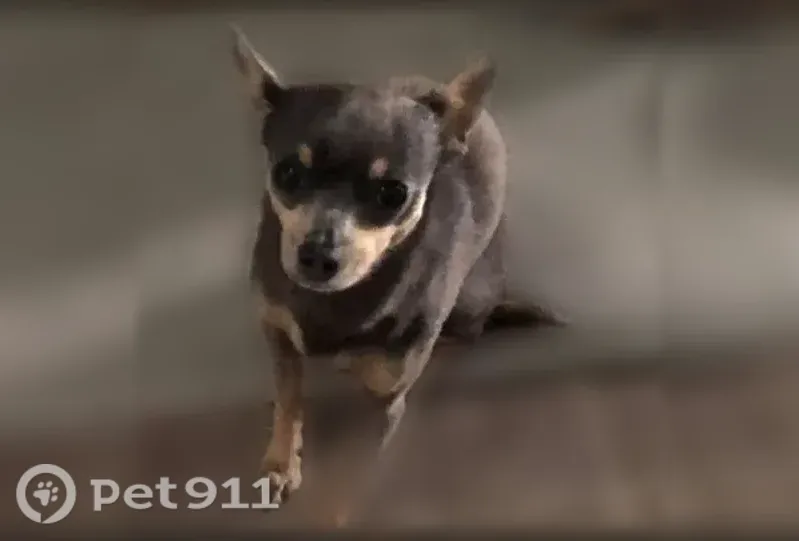 Lost female dog, North 2nd Street, 513, Nyssa, Boise — thyroid problem and hair loss - photo