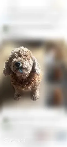 Lost dog, N 9000W Rd & W 3000 N Rd, Salina Township, IL 60913, USA, Arlington — female, curly-haired - photo