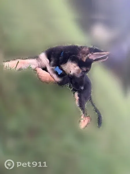 Lost dog, Martin Lane, 2022, Sandy Level — male German Shepherd with a blue collar - photo