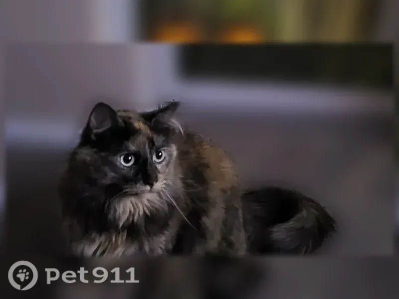 Lost cat, Bluejacket Street, 11913, Overland Park — long-haired female - photo