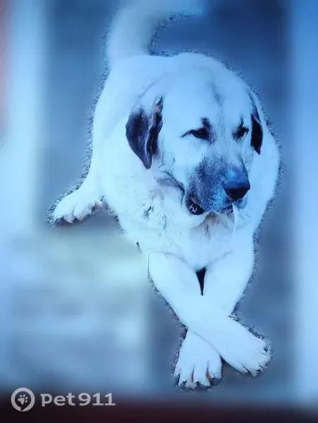 Lost dog, Minter Road, 1300, Griffin — male white Anatolian Shepherd - photo