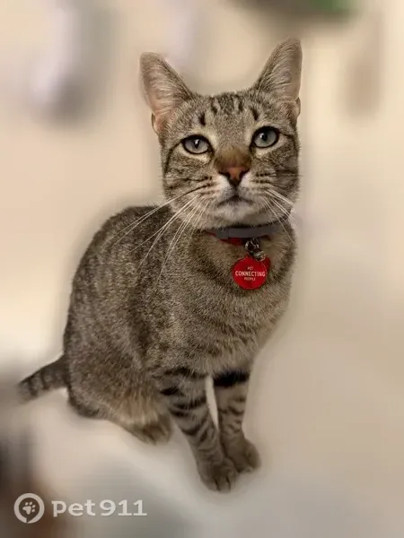Lost cat, male, Groesbeck Street, 1541, Stephenville — brown/grey tabby with green collar - photo