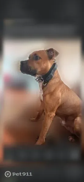 Lost dog, North McAree Road, 330, Waukegan — male with a black face - photo