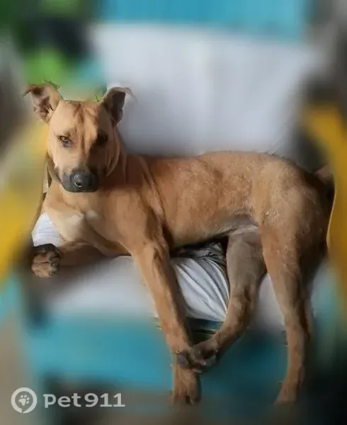 Lost dog, female, County Road 435, 117, Rienzi — approximately 6 months old - photo