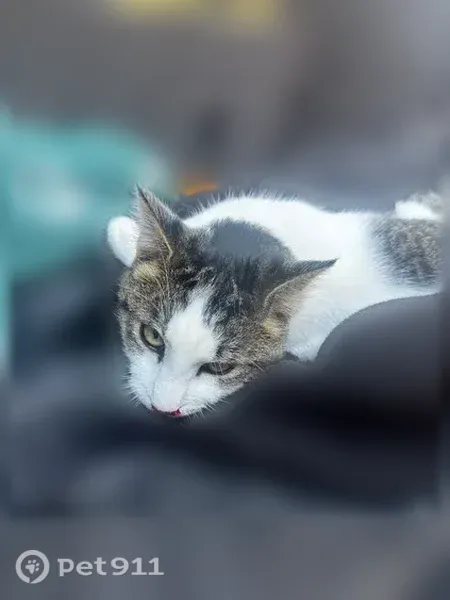 Found cat, 124th Avenue, 6785, Fennville — white and gray, taken to an emergency vet in Holland - photo
