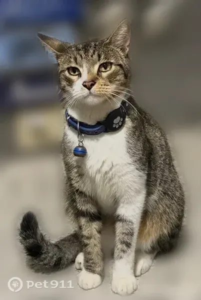 Lost cat, North Copperknoll Circle, 48, Cochran's Crossing, Spring — male gray-brown tabby - photo