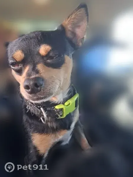 Missing dog Male, Portland (usl552304) - photo