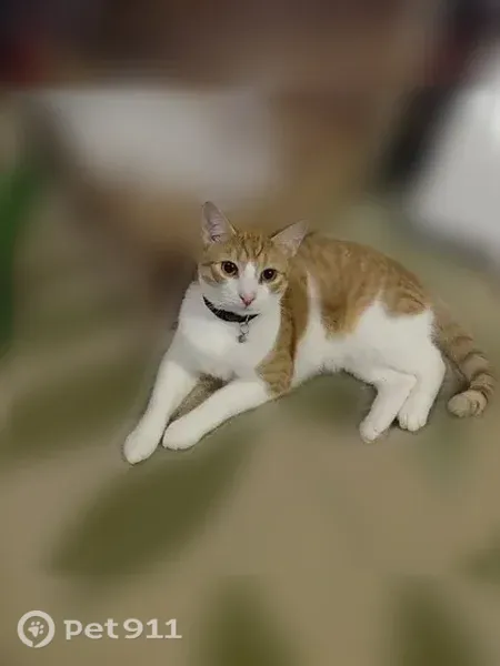 Lost Cat, Raspberry Street, 3206, Erie, Rochester — friendly male with a white spot on his back - photo