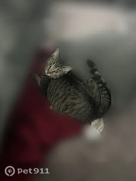 Lost male cat, Blaine, Minnesota, St. Paul — tabby with green eyes - photo
