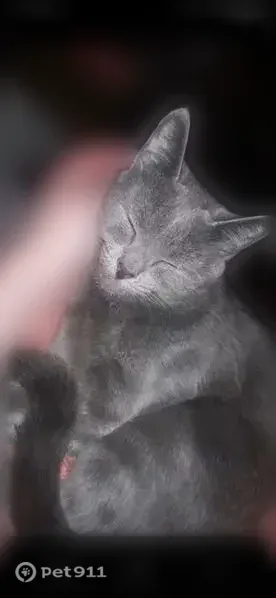 Lost cat, Seal Harbor Road, 213, St. George, Warren — female with green eyes and a gray coat - photo