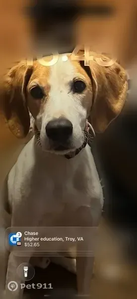 Lost dog, West Green Springs Road, Virginia, Arlington — male with a white coat and tan and black markings - photo