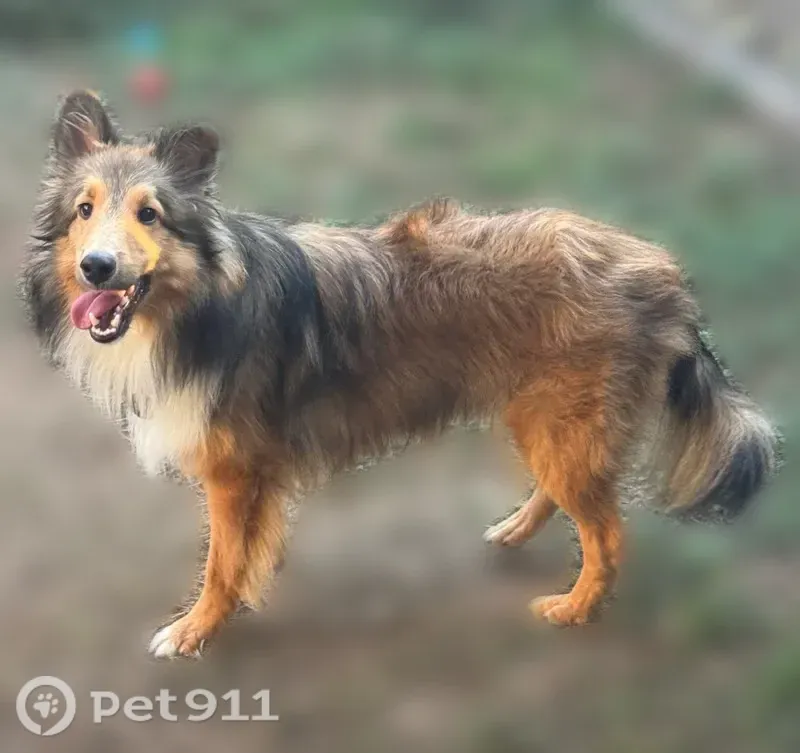Lost male dog, Verano Drive, 3600, Austin, Arlington — collar missing - photo
