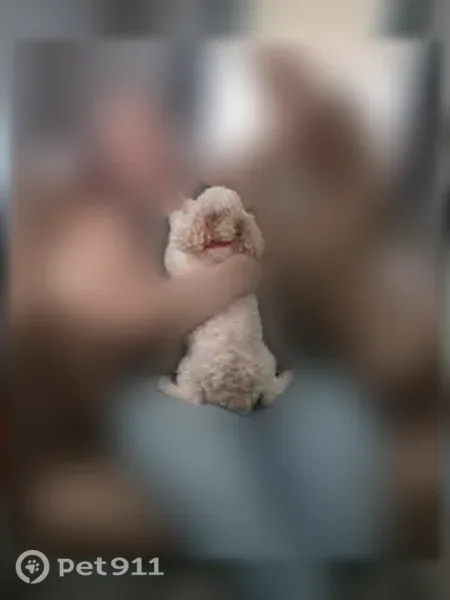 Lost female dog, Wood Avenue, 919, Machesney Park, Machesney Park — small white Maltipoo with brown spots - photo