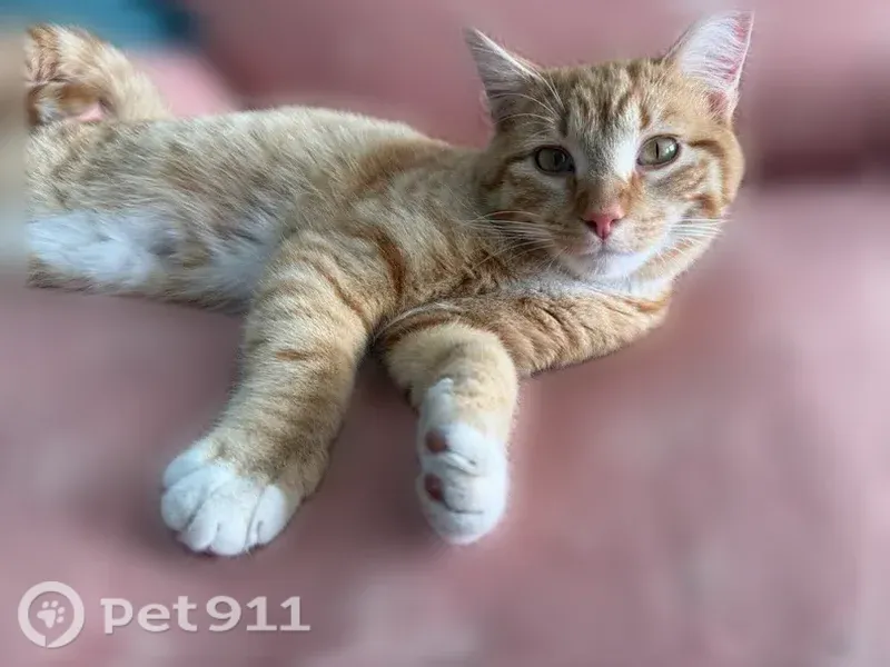 Lost male cat, Toquerville Boulevard, 176, Toquerville, West Jordan — orange with a white belly - photo