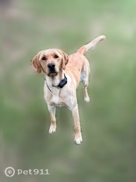 Lost dog, Dickinson, North Dakota, Arlington — 4-year-old male yellow Lab - photo