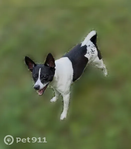 Lost male dog, Williston Road, 9806, Williston, Williston — black and white rat terrier - photo