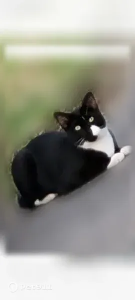 Lost male cat, Center Street, 63, Shelton — scared and runs from people - photo