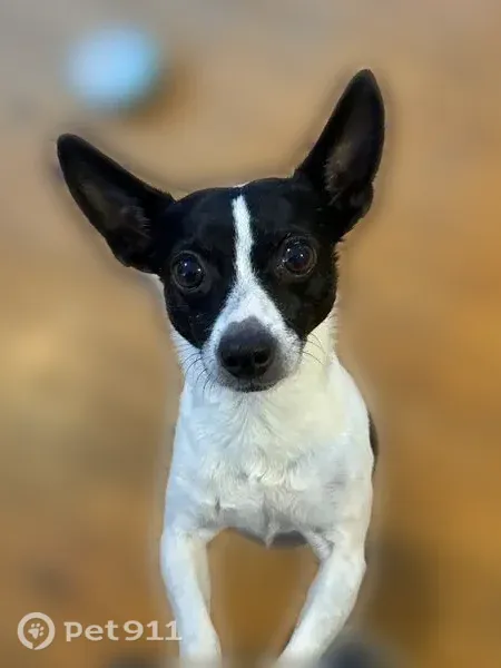 Lost dog, Williston Road, 9909, Williston — male rat terrier with Mickey Mouse-shaped back marking - photo