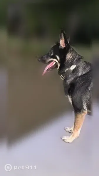 Lost dog, Gilbert Drive, 176, Weatherford — female with black coat and tan highlights - photo