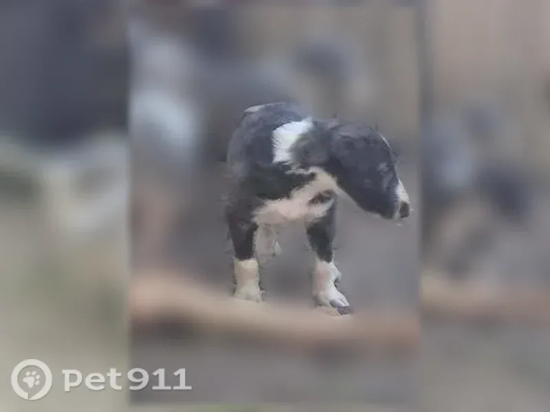 Lost dog, Pettit Cove Road, 2709, Quebeck, Doyle — 10 Borzoi puppies, 5 weeks old - photo