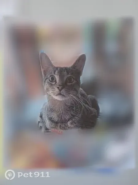 Lost cat, LaFayette, New York, Lafayette — male black and white tabby with big eyes - photo