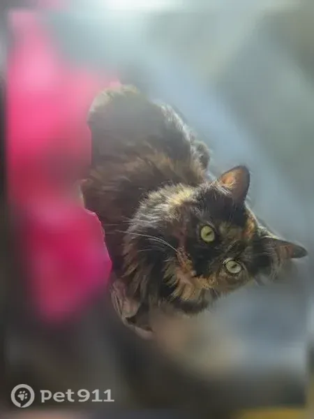 Lost Cat, female, North Lennox Street, 1730, Olathe, Kansas City — long-haired tortie - photo