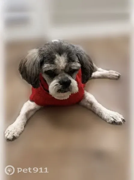 Lost dog, East Snap Dragon Lane, Fruit Heights, Arlington — male senior Shih Tzu in a bright red sweater - photo