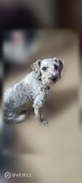 Lost Dog, Prospect-Upper Sandusky Road, 4905, Prospect, Columbus — male light grey Schnauzer/Poodle mix - photo