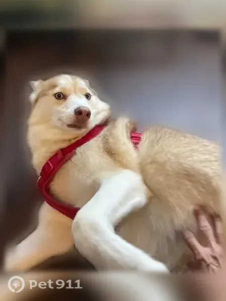 Lost dog, Our Way, 2, Ellsworth — male blonde husky mix - photo
