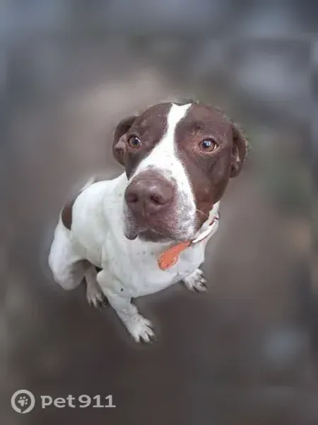 Lost dog, Crivitz, Wisconsin, Mount Pleasant — brown and white GSP with a yellow collar - photo