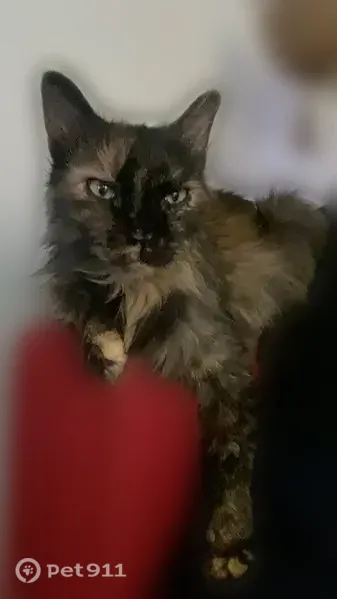 Lost cat, female, 15th Avenue Southeast, 1634, Albany, Bothell — tortoiseshell and very social - photo