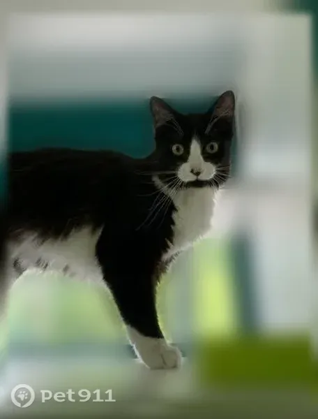 Lost cat, Applebee Road, 119, Brighton — long-haired black and white female - photo
