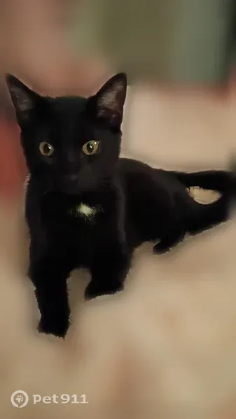 Lost cat, Orlando Place, Cincinnati, Arlington — female shorthair with white chest markings - photo