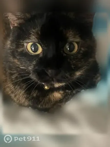 Lost cat, female, Shadwell Drive, 1721, Barnhart — black-and-orange tortoiseshell - photo