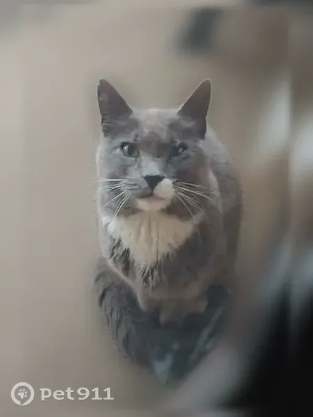 Found female cat, Paseo Road, 2506, Colorado Springs — gray with white bib - photo