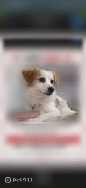Lost dog, Cascades Boulevard, 2130, Kissimmee — white with yellow markings - photo