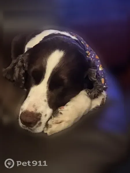 Lost Dog, Meadowbrook Road, 4964, Harris Hill, Buffalo — female English Springer Spaniel - photo