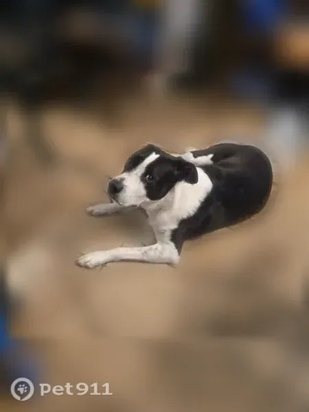 Lost male dog, South Mill Street, 817, Lewisville — black and white - photo