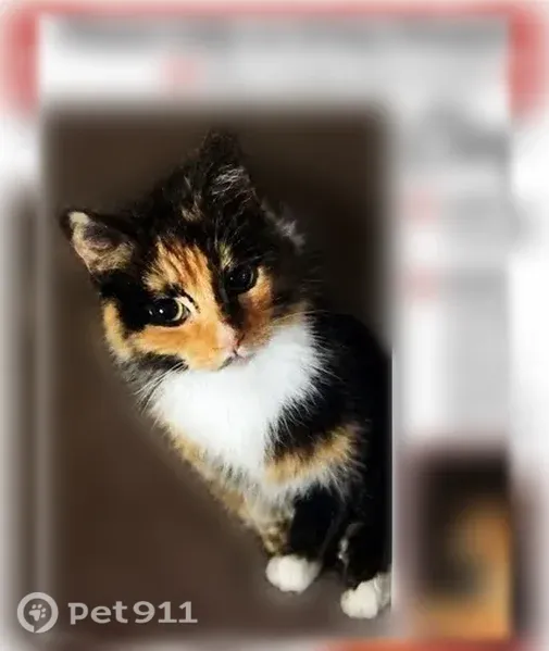 Lost cat, West McNichols Road, Detroit — calico female with white paws - photo