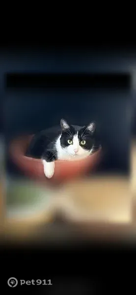 Lost female cat, Bailey Drive, 10991, Oklahoma City, Oklahoma City — black-and-white tuxedo - photo