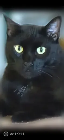 Lost cat, Judson Road, 13303, San Antonio — male with light green eyes - photo
