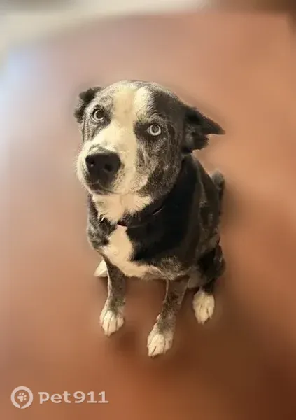 Lost dog, female, Oak Place, 80, Houston — purple glitter collar - photo