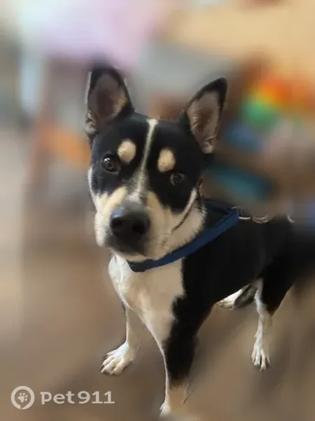 Found Dog, Mann Road, 7630, Indianapolis — male, white and black - photo