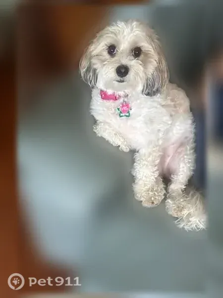 Lost female dog, Woodsmill Boulevard, 137, Cocoa — tan spots and pink collar - photo